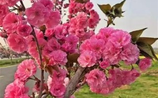 芝麻开门联盟，共创共享，开启智慧生活新篇章