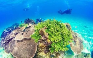 海藻联盟，海洋生态的守护者