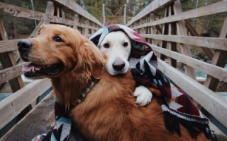 狗狗联盟，构建人与犬和谐共处的温馨世界