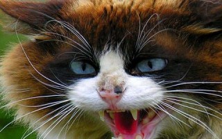 探索猫猫效果联盟，从萌宠到数字营销的跨界融合