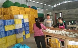 品果联盟，打造水果产业新生态，共绘乡村振兴新蓝图