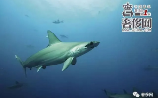 鲨鱼移动联盟，海洋霸主们的神秘集结与生态探索