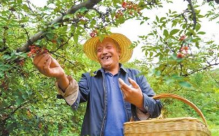 花椒联盟，重塑农业产业链，引领乡村振兴新风尚