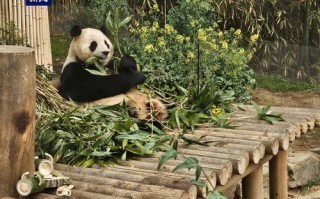 熊猫Panda广告联盟，打造高效广告投放，引领数字营销新风尚