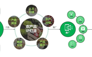 数码荔枝推广联盟，重塑数字时代农产品营销新生态