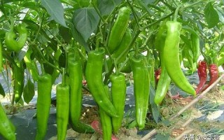 茄子联盟，一场关于蔬菜种植的跨界合作与创新探索