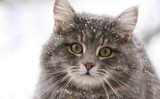 猫猫效果联盟，探索宠物文化的奇妙世界