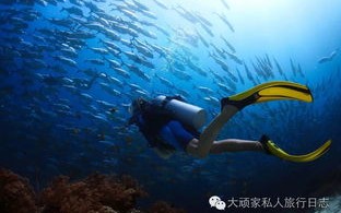 飞海联盟，探索海洋的无限可能，共筑蓝色梦想