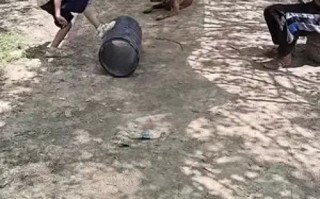 狗狗联盟，构建人与动物和谐共处的桥梁