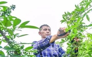 花椒联盟，重塑农业产业链，引领乡村振兴新风尚