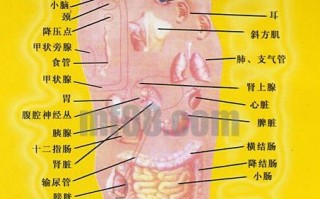 子午广告联盟的信誉如何，深度剖析与评估