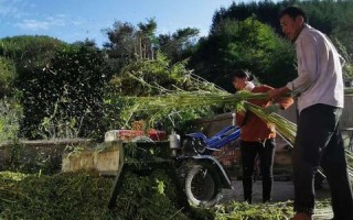 花椒联盟，重塑农业产业链，引领乡村振兴新篇章