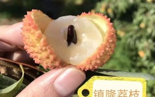 数码荔枝推广联盟，重塑数字时代农产品营销新生态