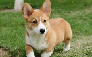 狗狗联盟，构建人与犬和谐共处的桥梁