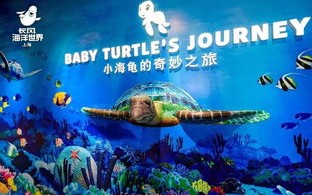大海联盟，探索全球海洋合作的新篇章