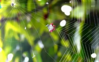 蜘蛛联盟，编织梦想与合作的神秘网络