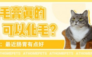 嗨猫移动联盟，重塑移动生态，引领未来出行新风尚