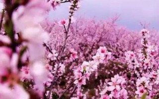 畅游传媒海洋，探索畅玩传媒的无限可能