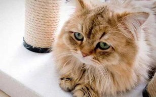 二猫移动，探索智能科技下的宠物生活新图景