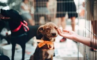 狗狗联盟，构建人与犬和谐共处的温馨社群