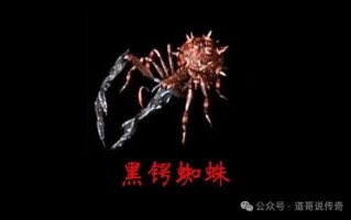 蜘蛛联盟，编织网络的力量与智慧