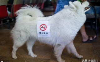 网吧广告联盟，打造线上线下融合的新媒体营销新生态