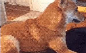 猫猫效果联盟，探索宠物经济的无限可能