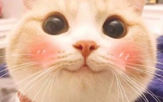 猫猫效果联盟，打造萌宠经济的创意引擎