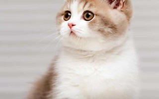 二猫移动，探索智能时代的宠物生活新方式