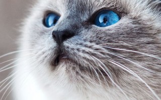 猫猫效果联盟，打造萌宠经济的创意引擎