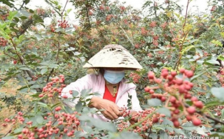 花椒联盟，重塑农业产业链，引领乡村振兴新风尚