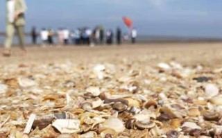 淘贝壳联盟，打造海洋经济新生态，引领可持续海洋产业革命