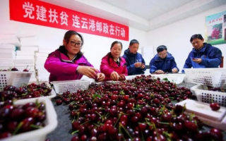 樱桃联盟，编织梦想与友谊的甜蜜纽带