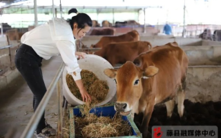 牛牛联盟，重塑农业生态，引领乡村振兴新篇章