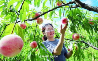 水蜜桃联盟，共筑甜蜜事业，共享丰收喜悦