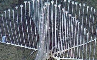 蜘蛛交换链，探索互联网时代的隐秘交易网络