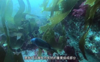 海藻联盟，海洋生态的守护者