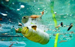 海藻联盟，海洋生态的守护者