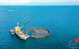 鲸鲨网盟，探索海洋生态与数字经济的交汇点