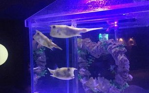 趣鱼联盟，探索水下世界的奇妙之旅
