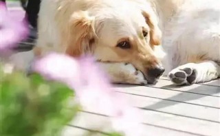 狗狗联盟，构建人与犬和谐共处的温馨世界