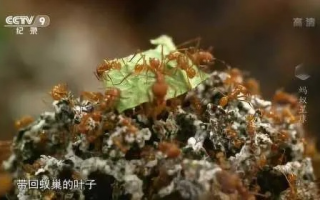 蚁巢，微观世界的智慧王国