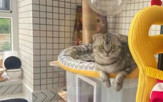 二猫移动，探索智能时代的宠物生活新方式