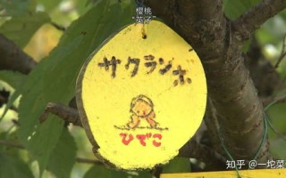 樱桃联盟，编织梦想与友谊的甜蜜纽带