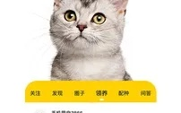 猫扑联盟，探索宠物社交的新纪元