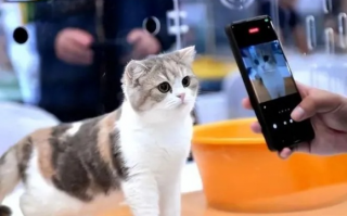 联盟猫，重塑宠物经济的未来