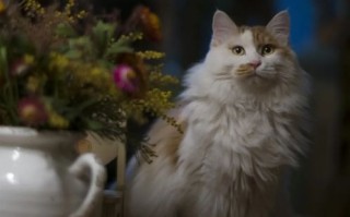联盟猫，重塑宠物经济的跨界合作新生态
