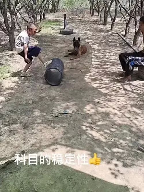 狗狗联盟，构建人与动物和谐共处的桥梁