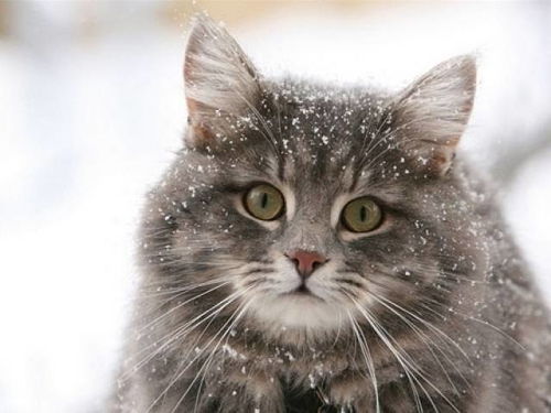 猫猫效果联盟，探索宠物文化的奇妙世界