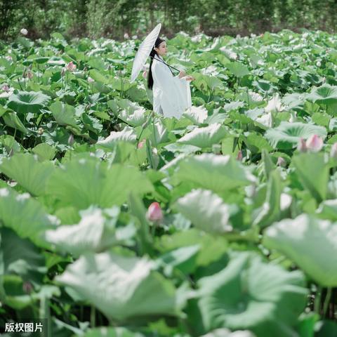 百度联盟对联广告应该加入织梦模板哪里